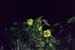 20sunflowersYA